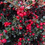 Suzanne Parr - @smfcdp - Instagram