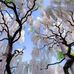 Suzanne Parsons - Facebook