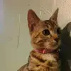 Suzanne Pierre-vuill - @suzannepierre7799 - TikTok