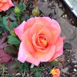 suzanne_pratt - @suzanne_pratt_art - Instagram