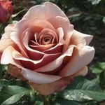 Suzanne Gordinier Priest - @priest.suzanne - Instagram