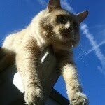 Suzanne Condo Rico - @tonks13 - Instagram