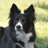 Suzanne Rider165 - @revdupflyball - TikTok
