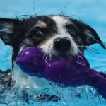 Suzanne Rider - @revdupflyball - Instagram