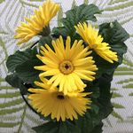 Suzanne Ring - @marysuzannering - Instagram