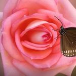 Suzanne Roos - @suzanne.roos.5 - Instagram
