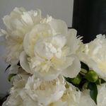 Suzanne Royer - @smileygir4life - Instagram