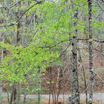 Suzanne Runion - @hiddeninthewoodsquilter - Instagram
