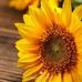 Suzanne Schaefer - Facebook