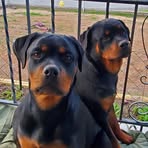 Suzanne Schappert - Facebook