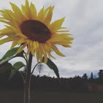 Suzanne Scheer - @suz_scheer - Instagram