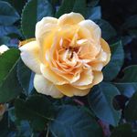 Suzanne Schellingerhout - @schellingerhoutsuzanne - Instagram