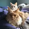 Susan336 - @susanneschranck - TikTok