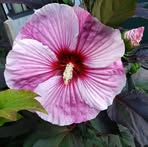 Suzanne Sell - Facebook