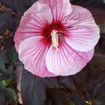 Suzanne Sell - Facebook