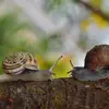 Suzanna Sisson - @suzannasisson3771 - TikTok