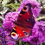 Suzanne Steigerwald - @farrteap - Instagram