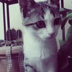 Suzanne Steigerwald - @weirdpressstud - Instagram