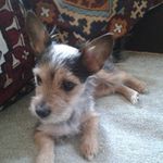 suzanne Stevenson - @suzannestevenson - Instagram