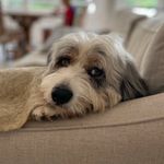 Suzanne Stevenson - @bosley__aussiedoodle - Instagram