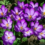 Suzanne Strong - Facebook