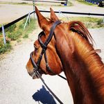 Suzanne Switzer Madrigal - @dorkonahorse - Instagram