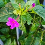 Suzanne Temple - Facebook