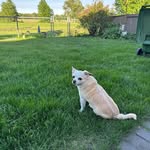 Suzanne Thibodeau - @lifewithmarleytheshichi - Instagram
