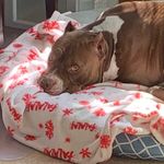 Suzanne Tipton - @peytondeanspitadventures - Instagram