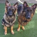 Suzanne Townsend - @suzannetownsend8813 - Instagram