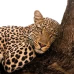 Suzana  Tob - Facebook