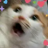 Suzanne Warfield461 - @cats_1318_ - TikTok