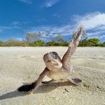 Suzanne Weller - @tigersuz22 - Instagram