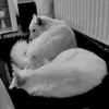 Susanne Wenzel - @susanne.wenzel4 - TikTok