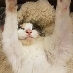 Suzanne Wesley - @suzannewesley6 - Instagram