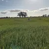 Suzanne White - @suzanne.white93 - TikTok