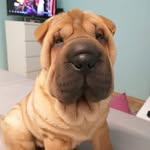 Suzi - @suzi_sharpei - Instagram