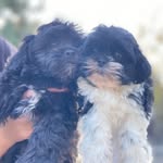 suzi & simon 🐾 - @suziandsimon - Instagram