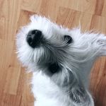 Suzi West - @suziwesties - Instagram