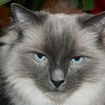 Suzie Nelson - @ragdollmom5 - Instagram