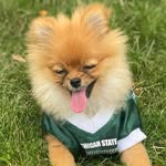 Suzy Greenberg Klemp - @suzygreenbergthepom - Instagram