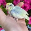 Suzie Johnston - @winged.wonders2 - TikTok