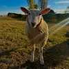 Suzy Kidman - @suzy.kidman - TikTok