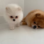 Nemo e Suzy - @nemo_suzy_spitz - Instagram