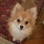 Suzie spitz - @suzie_de_loulou_spitz - Instagram