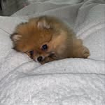 Suzie 🔅Spitz naine - @pomy_suzie - Instagram