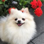 Suzy 🐶 - @suzy.spitz - Instagram