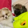 Suzy e Cristal as Spitz - @amordesuzy.spitz - TikTok