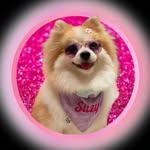 Suzy - @suzy_the_spitz - Instagram