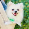 suzy.spitzalemao - @suzy.spitzalemao - TikTok